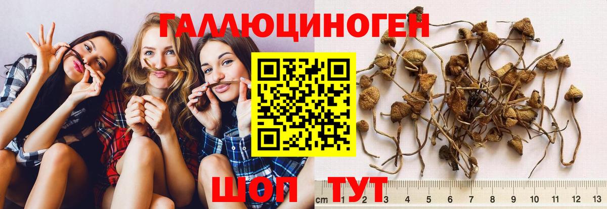 Галлюциногенные грибы MAGIC MUSHROOMS  Псилоцибиновые грибы Magic Shrooms  Тосно  Вход с VPN 